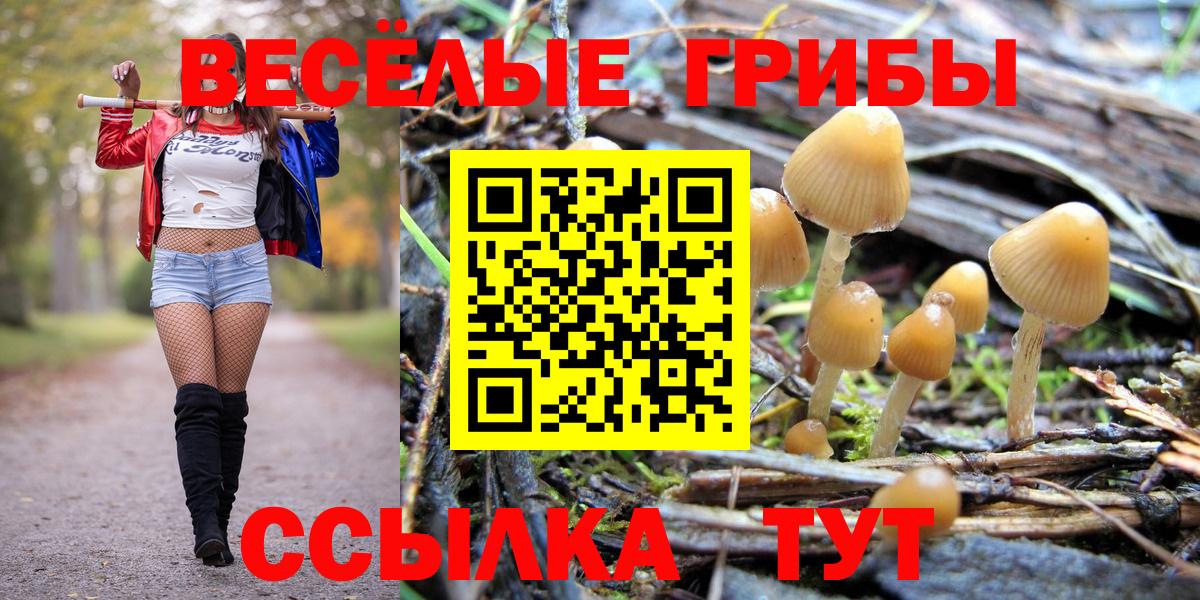 Псилоцибиновые грибы Psilocybe Кинель